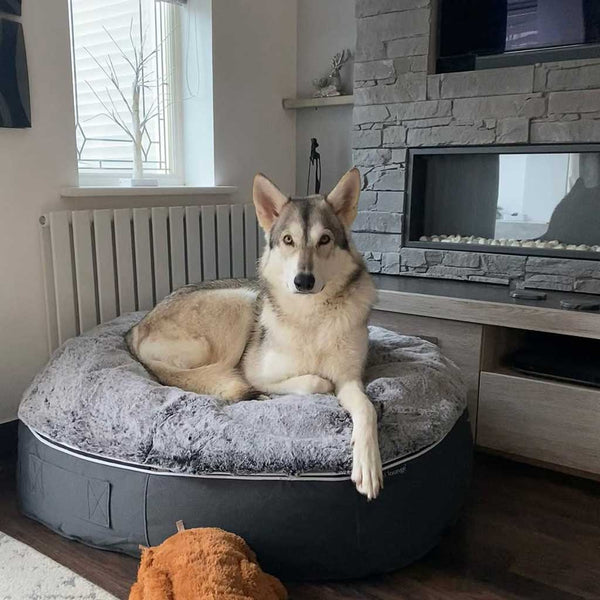 Hundeseng Supernova Silken Gray L Hundeseng L