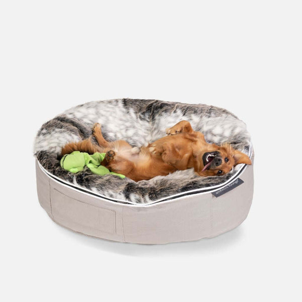 En liten brun hund ligger på rygg i en rund, bekväm hundeseng från Ambient Lounge, med en grön plyschleksak bredvid sig. Den ser lekfull och avslappnad ut.