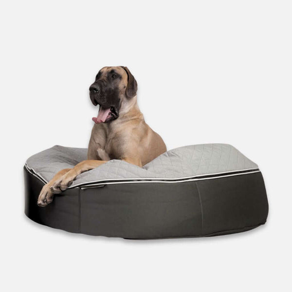 En stor brun hund med svart nos gäspar på en grå och svart hundeseng vanntett med frambenen utsträckta framför sig. Bakgrunden är enfärgat vit.