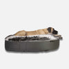 En stor brun hund ligger på sidan och vilar på en plyschig, grå, ovalformad Ambient Lounge hundeseng XL mot en vit bakgrund.